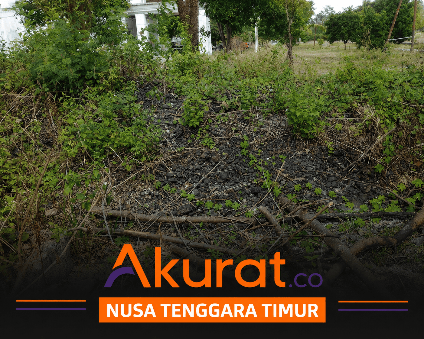 Tumpukan Mangan di Belakang Dinas Pariwisata Kabupaten Kupang, Hilang