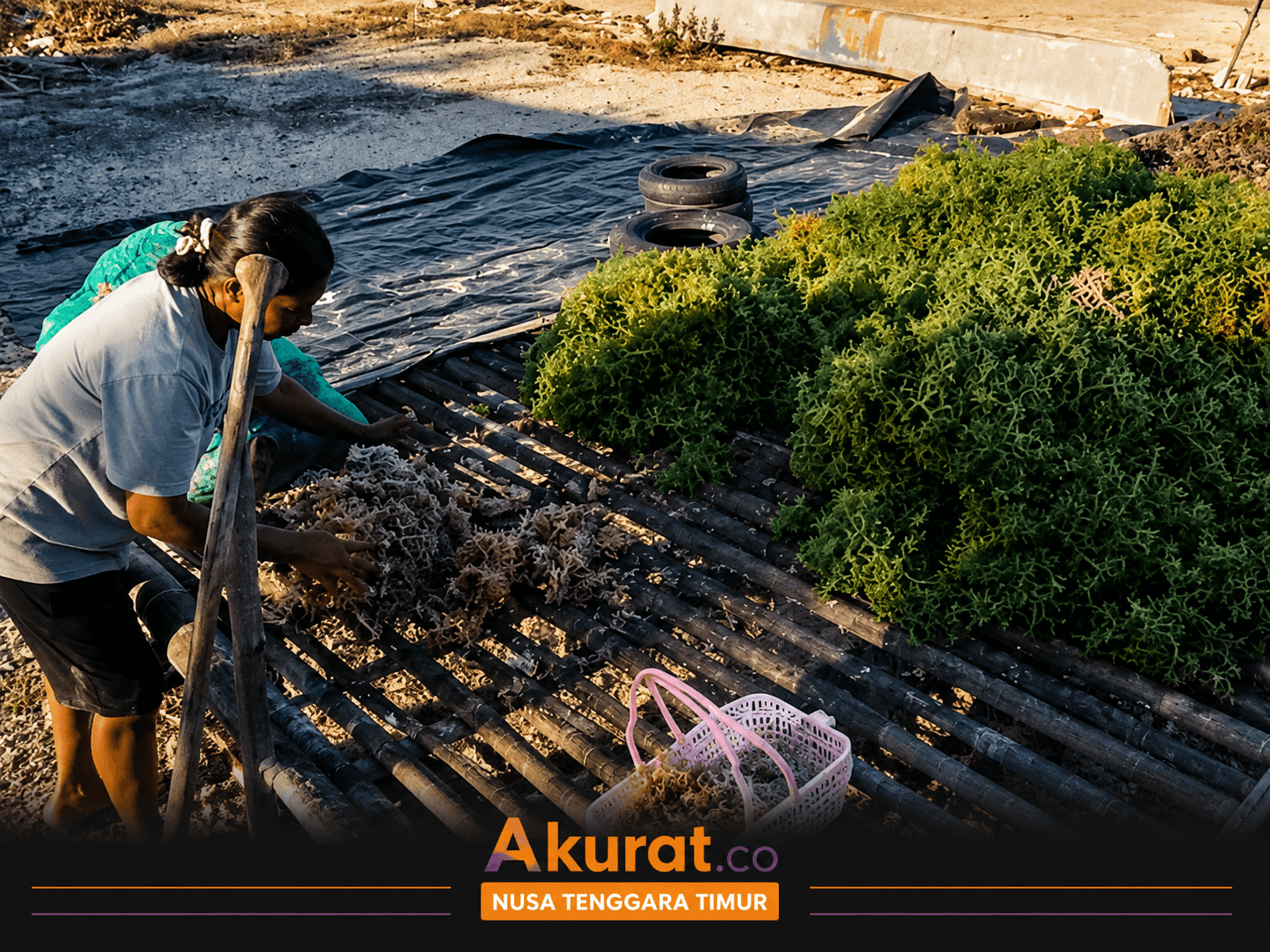 Setelah Dikeluhkan Petani, Harga Rumput Laut Sulamu - Kupang Melonjak Drastis