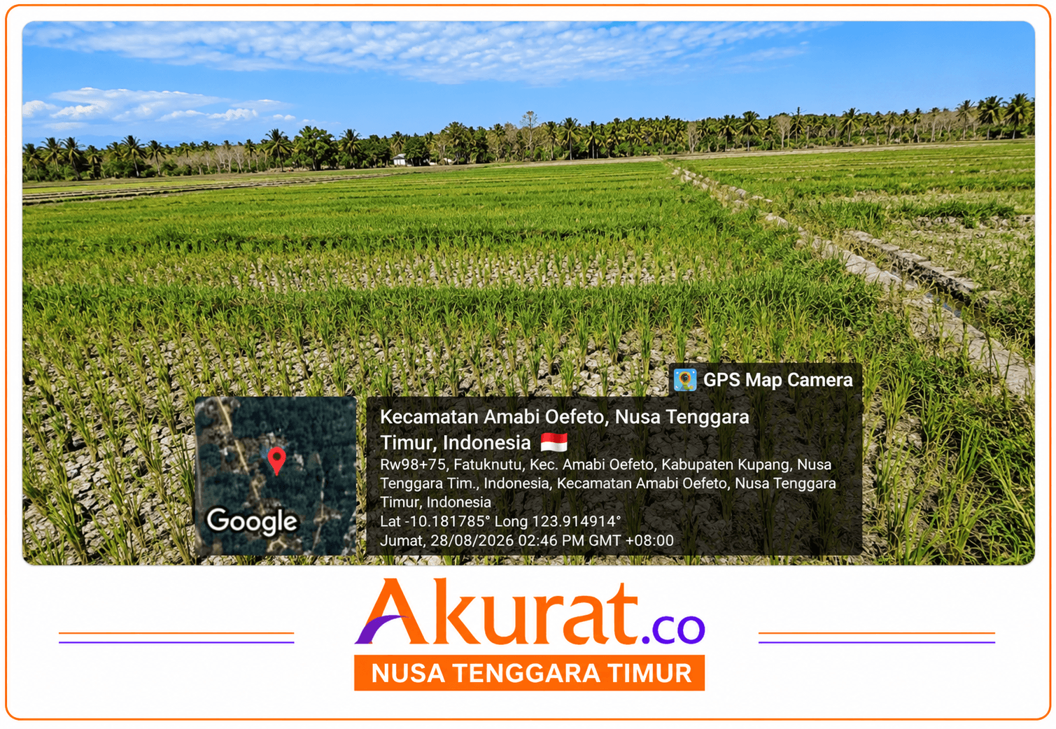 Kekeringan Mengancam Petani di Kupang, Lahan Padi Retak, Terancam Gagal Panen